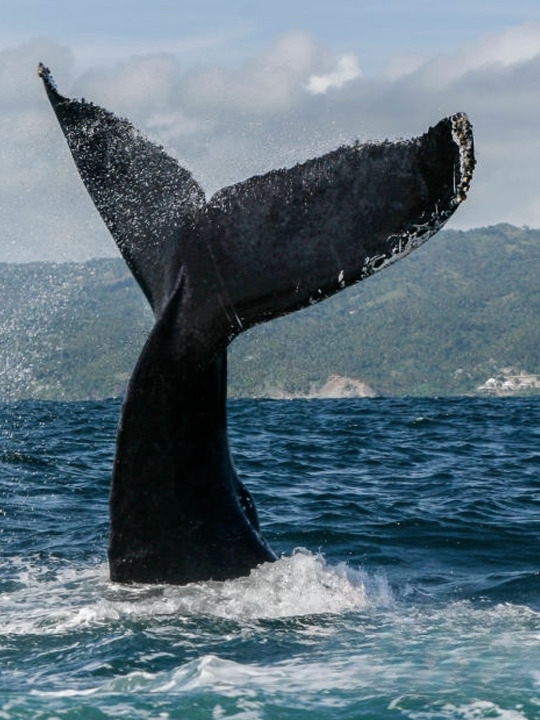 Samana Whale Watching - Image 2