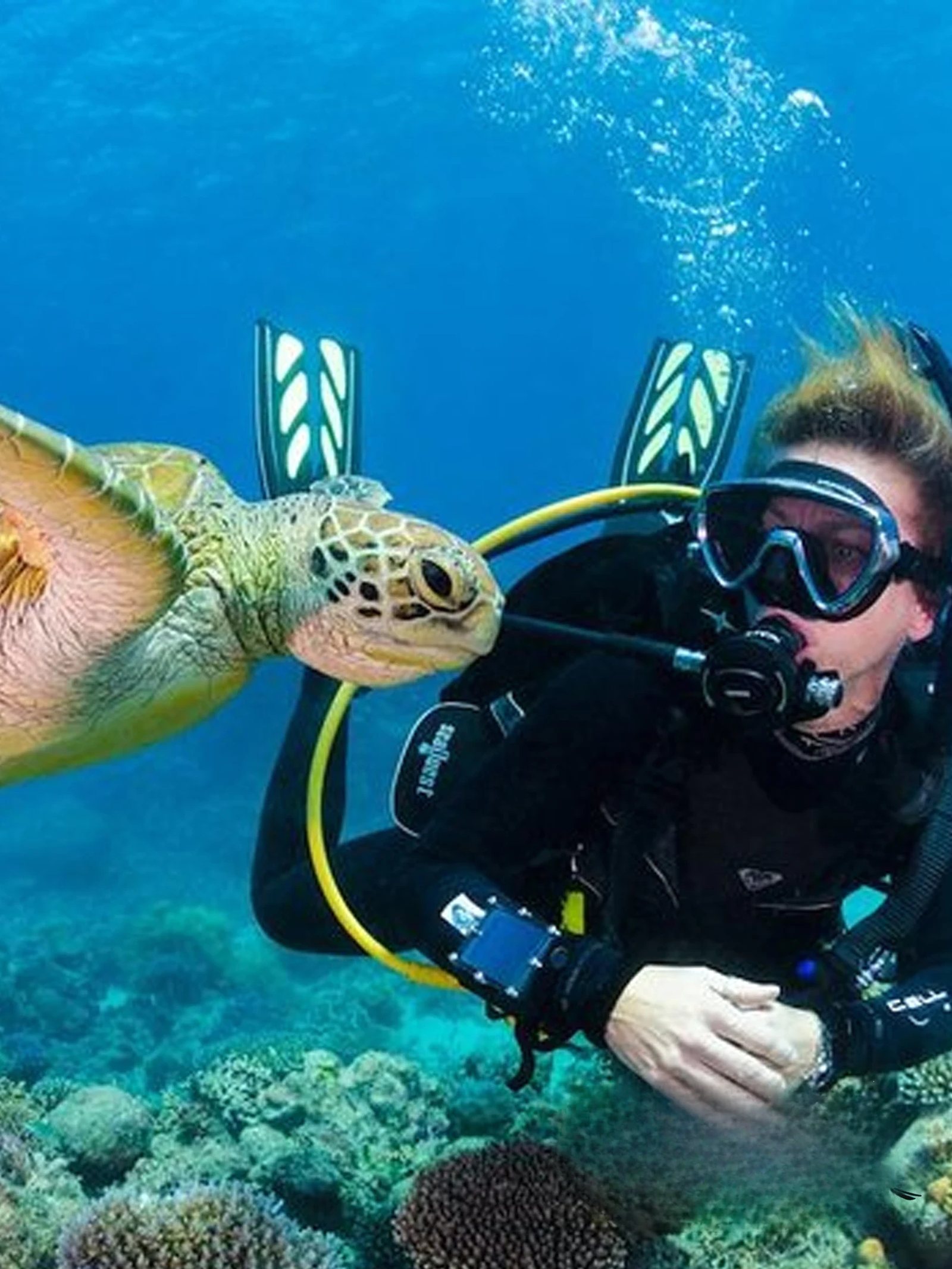 Catalina Island - Image 5